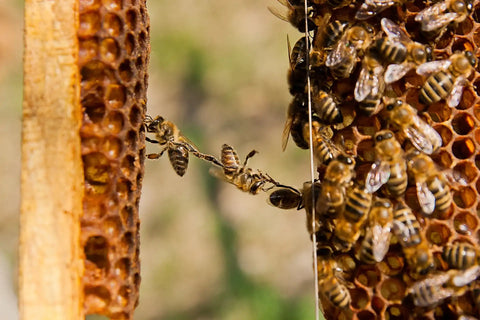 honeysticker-Partnership_alveare